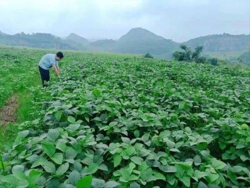 經濟區積極盤活農村 四塊地 助力鄉村振興