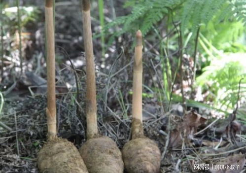 濕潤的竹林里,有1種野生的 天麻 ,1斤價值 300元 ,珍貴