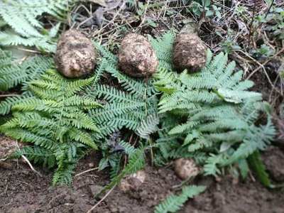 云南昭通天麻,小草壩天麻,昭通烏天麻,天麻,烏天麻。