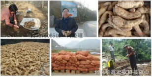 天麻種植技術(shù)解析與合作效益前景